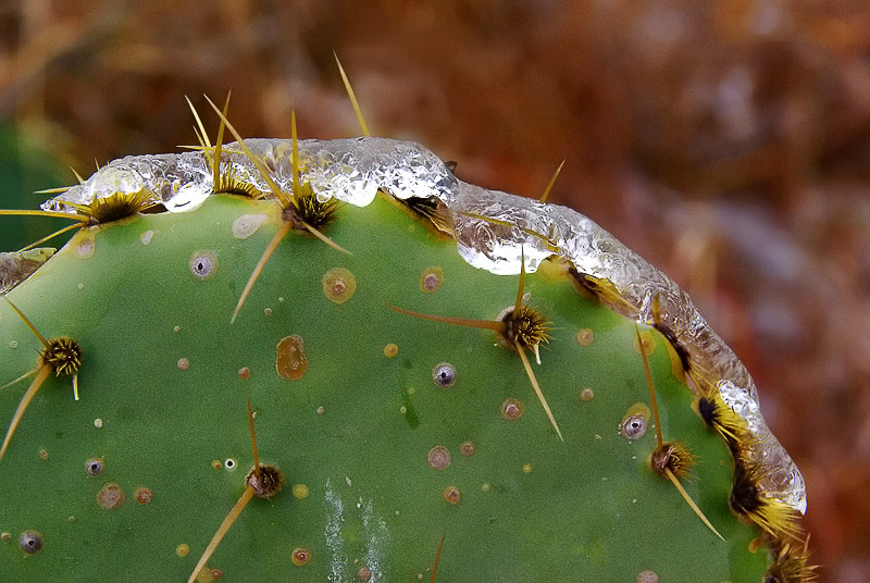 Ice on cactus