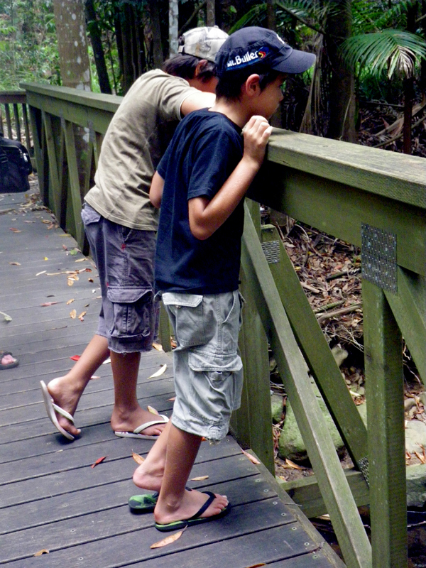 Boys on the bridge in the Buderim Rainforest Walk