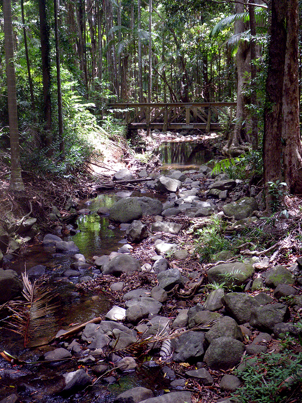 Stream in the rainforest