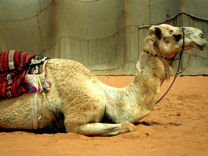 Camel at the Heritage Village. Temperature mid 40 deg