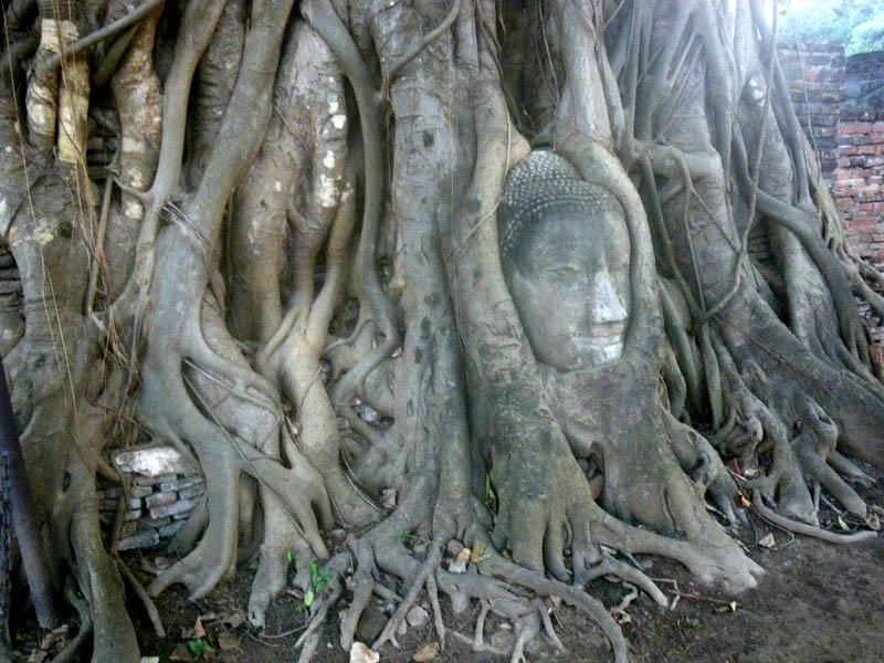 Ayutthya, the old Royal capital of Siam.  The buddha in the tree.