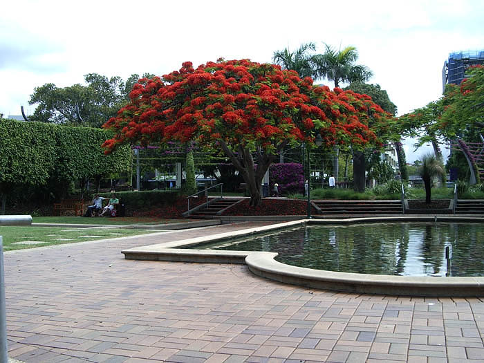 FlameTree in Southbank gardens, Brisbane