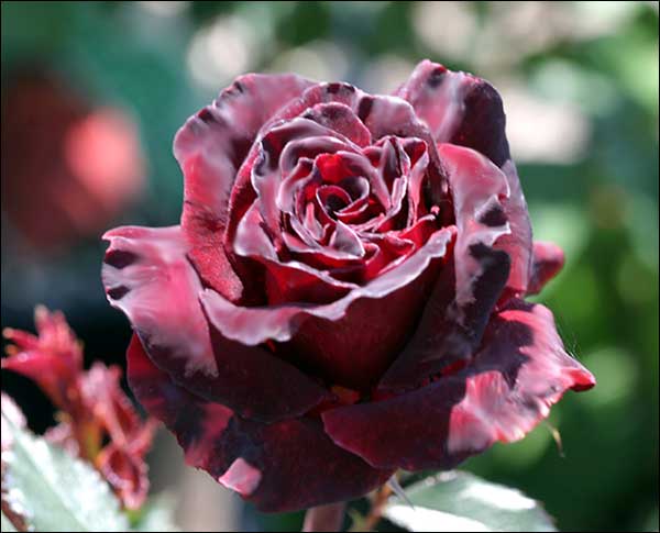 black_baccara