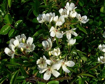 R Banksia Normalis