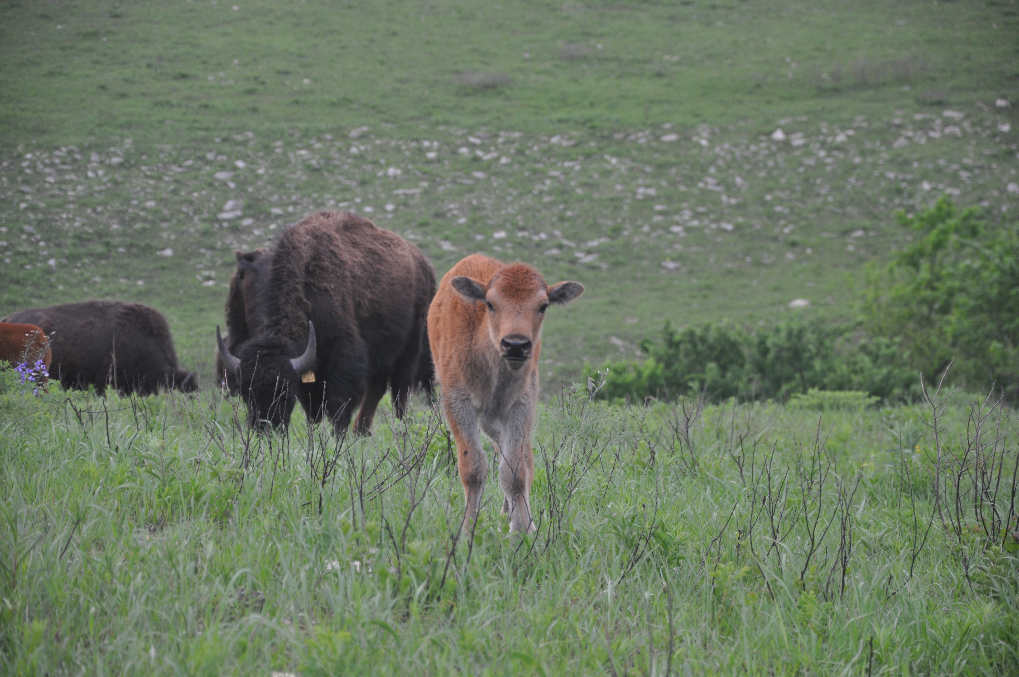 2011 - Calving Season