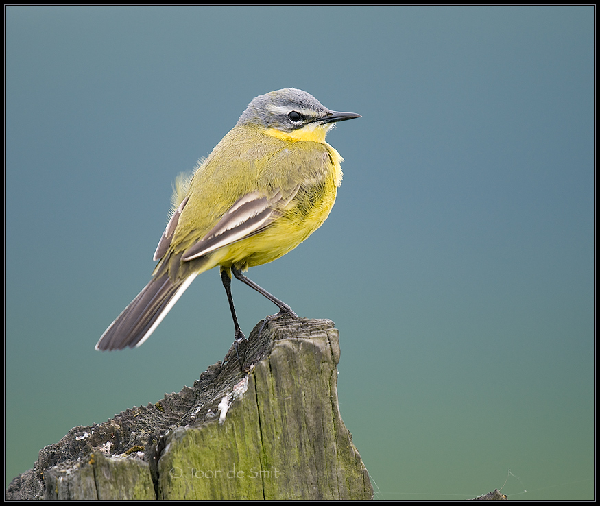 Yellow Wagtail / Gele Kwikstaart