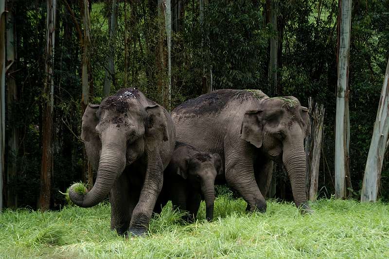 DSC 30036 wild elephants.JPG