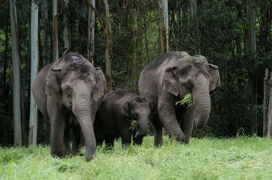 DSC 30041 wild elephants.JPG