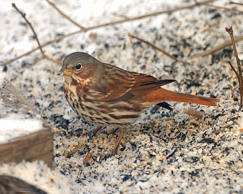 Red Fox Sparrow