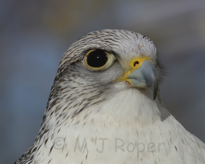 Gyrfalcon white adult