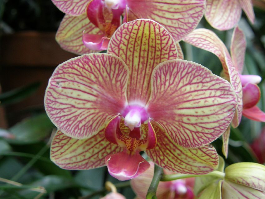 and more orchids