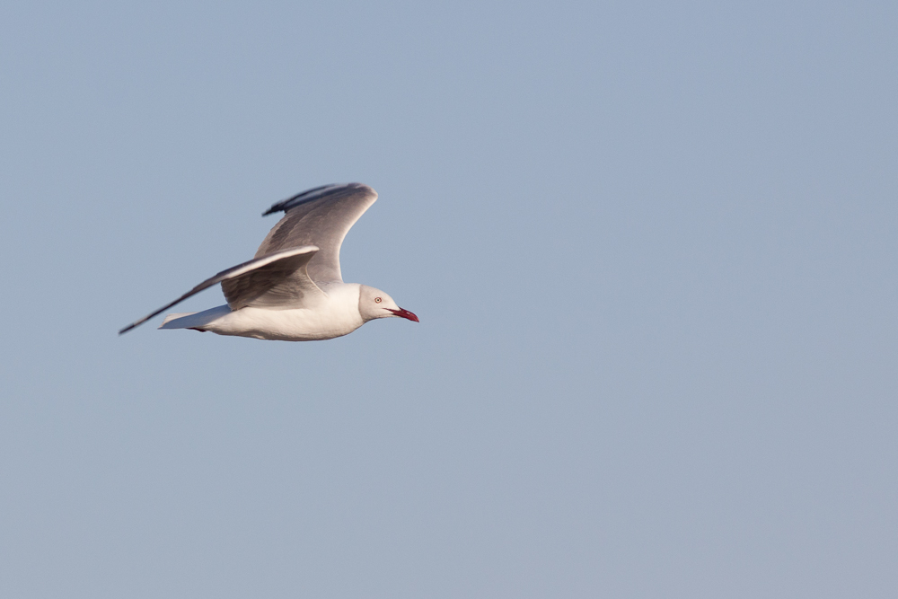 Grey-headed Gull