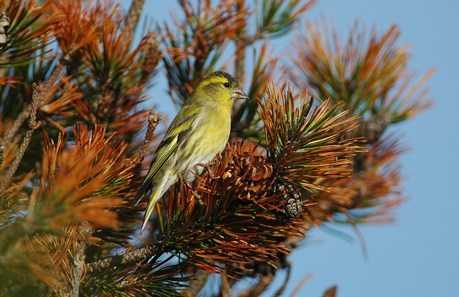 sijs - siskin