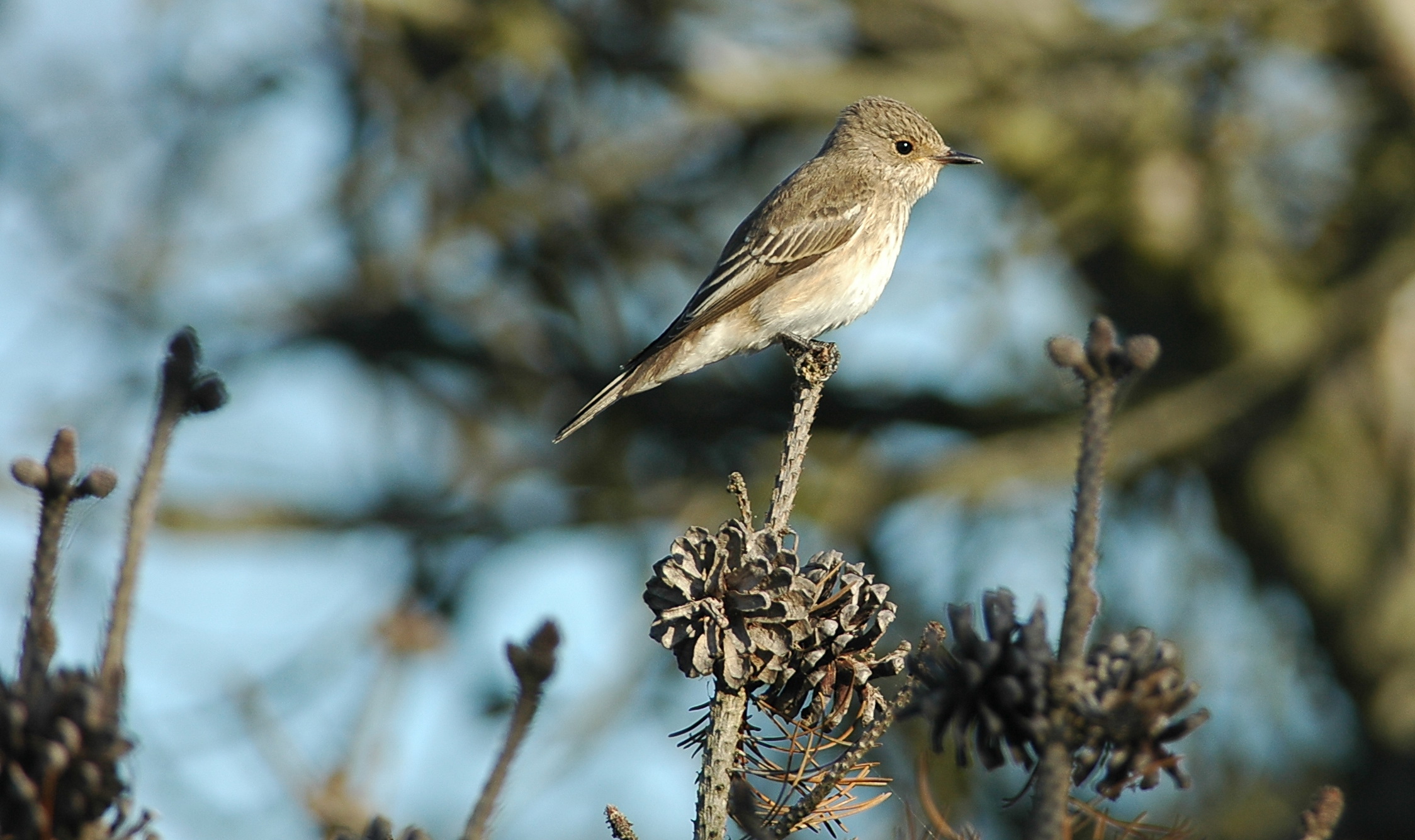 grauwe vliegenvanger - spotted flycatcher