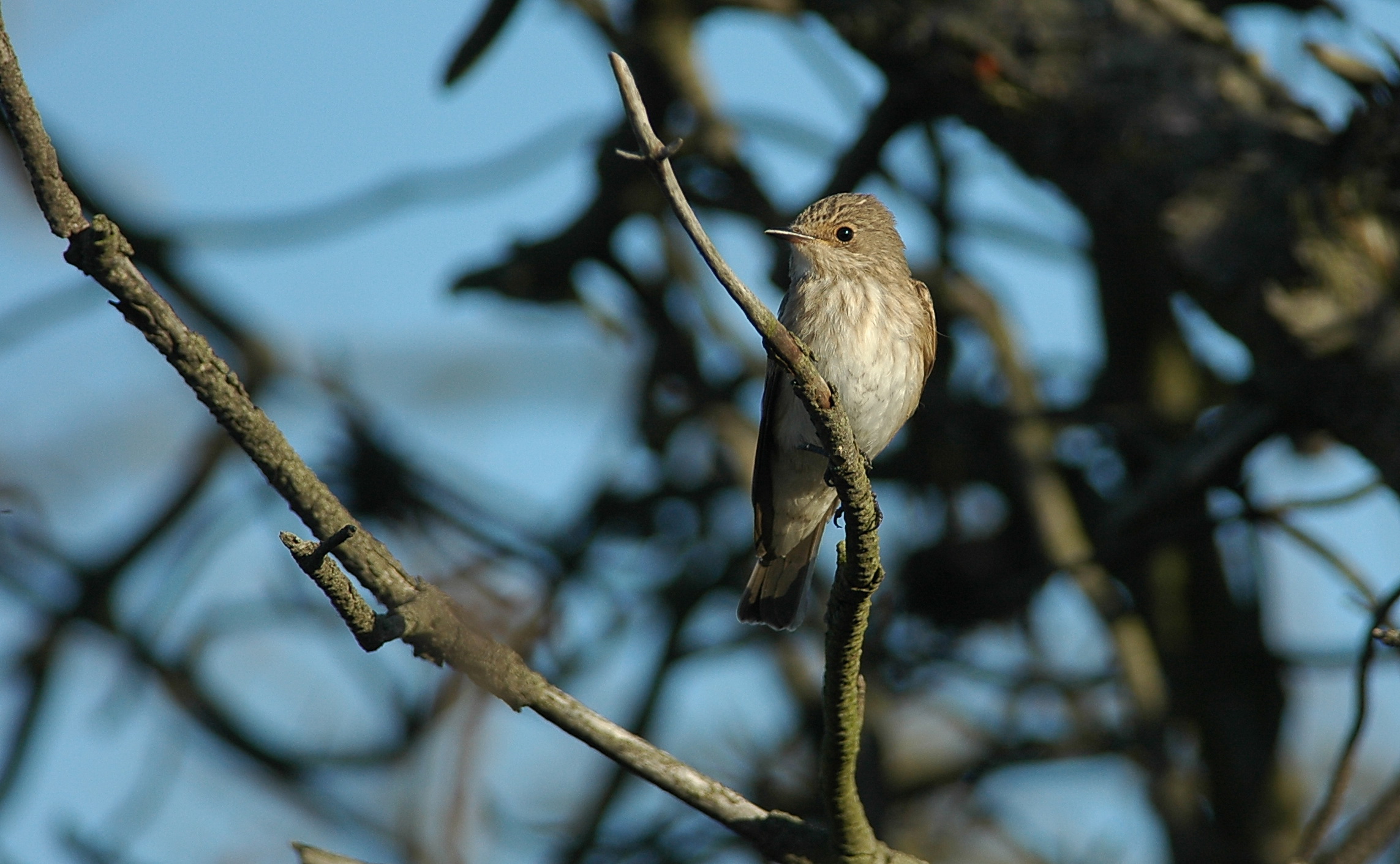 grauwe vliegenvanger - spotted flycatcher