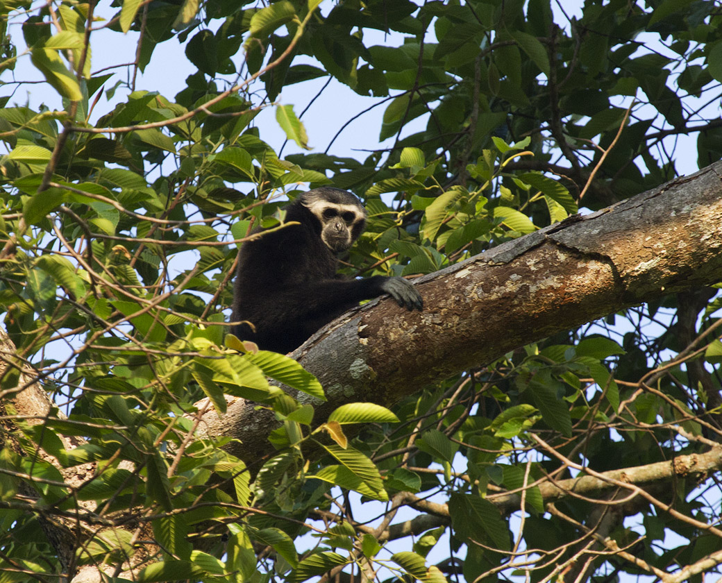 Pileated Gibbon