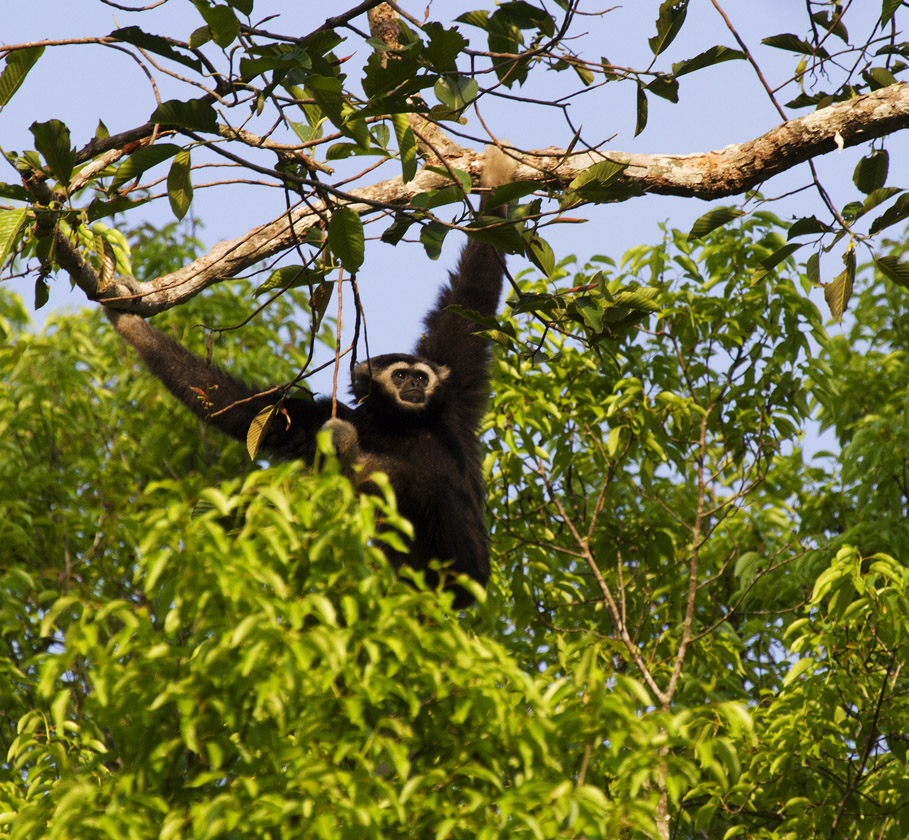 White-handed Gibbon