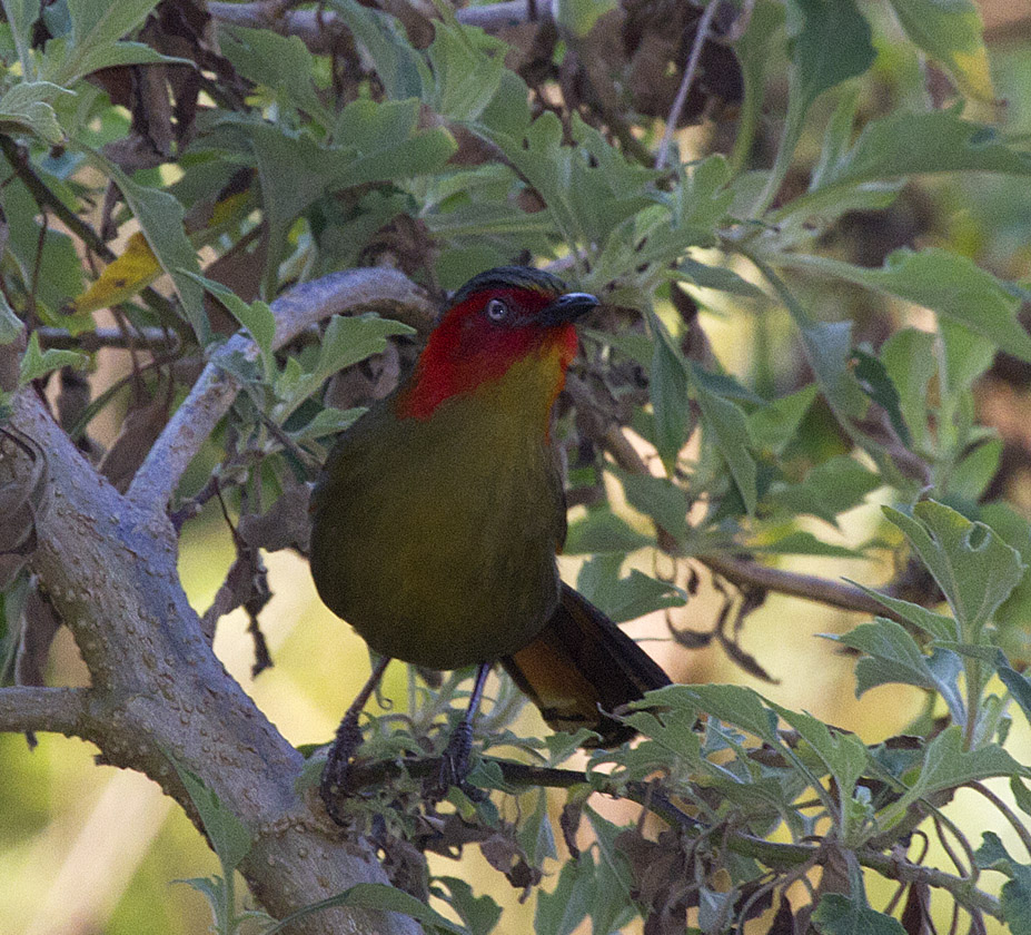 Red-faced Liocichla