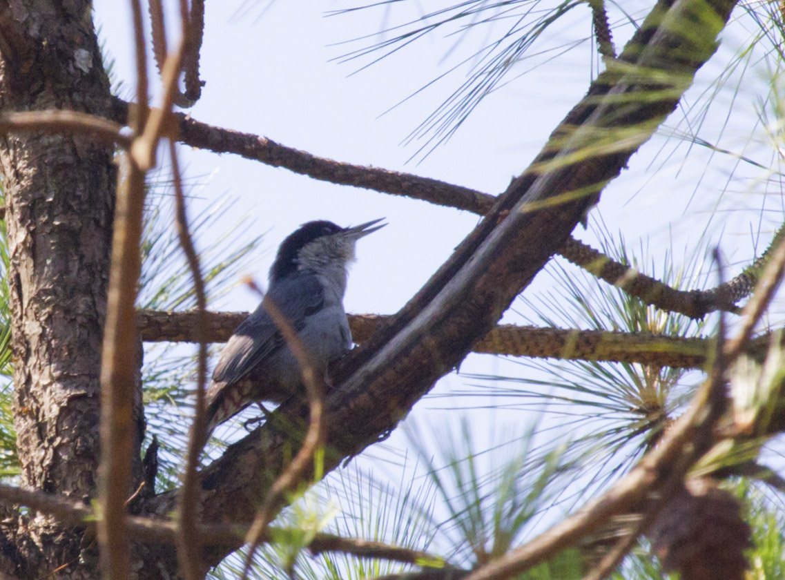 Giant Nuthatch