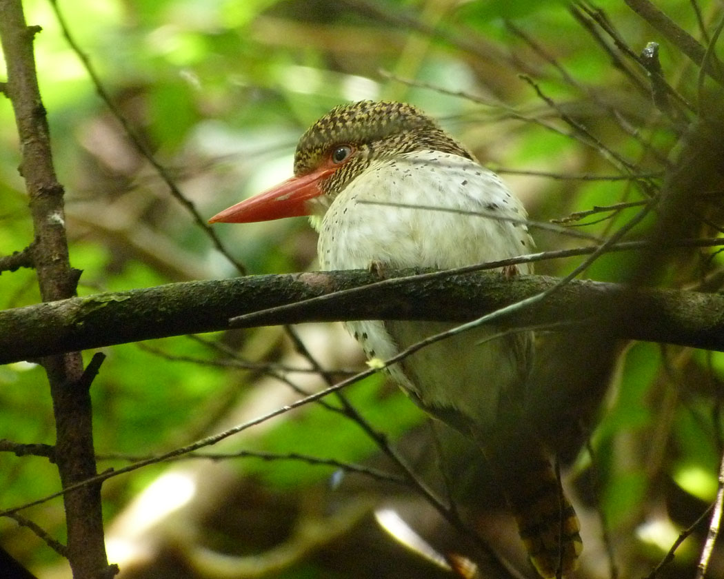 Banded Kingfisher, female.