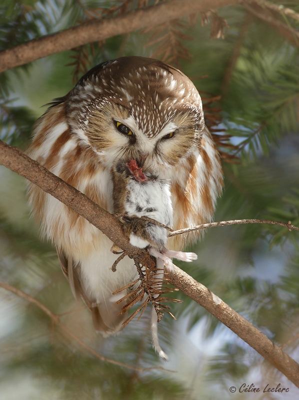 Petite Nyctale_3178 - Northern Saw-whet Owl