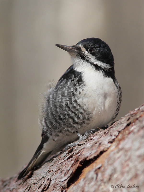 Pic  dos noir_3432 - Black-backed Woodpecker