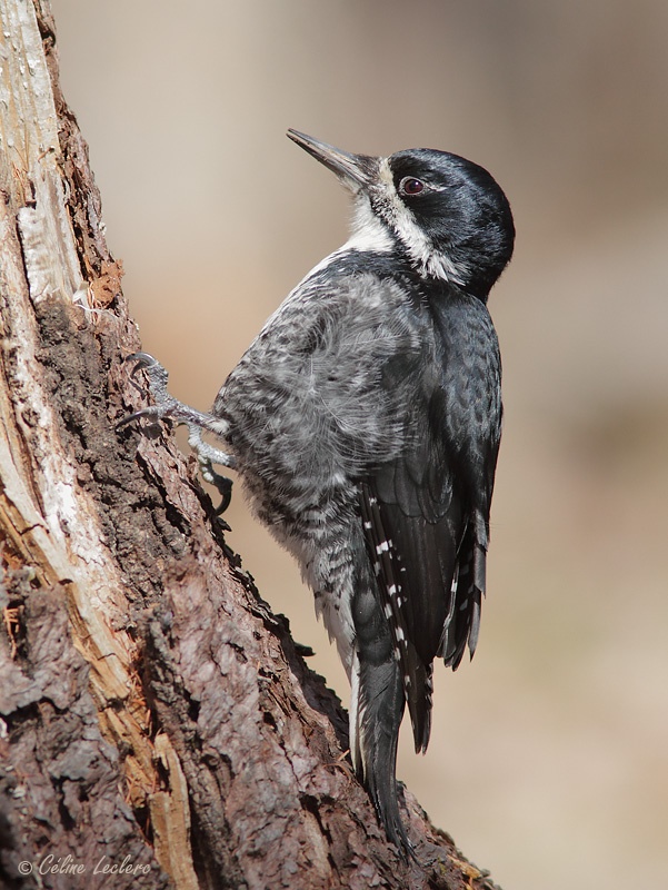 Pic  dos noir_3396 - Black-backed Woodpecker