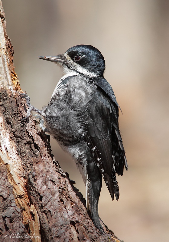 Pic  dos noir_3411 - Black-backed Woodpecker