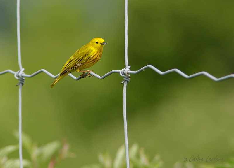 Paruline jaune_2373 - Yellow Warbler