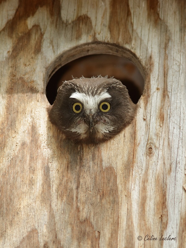 Petite Nyctale (juvnile)_7050 - Northern Saw-whet Owl young