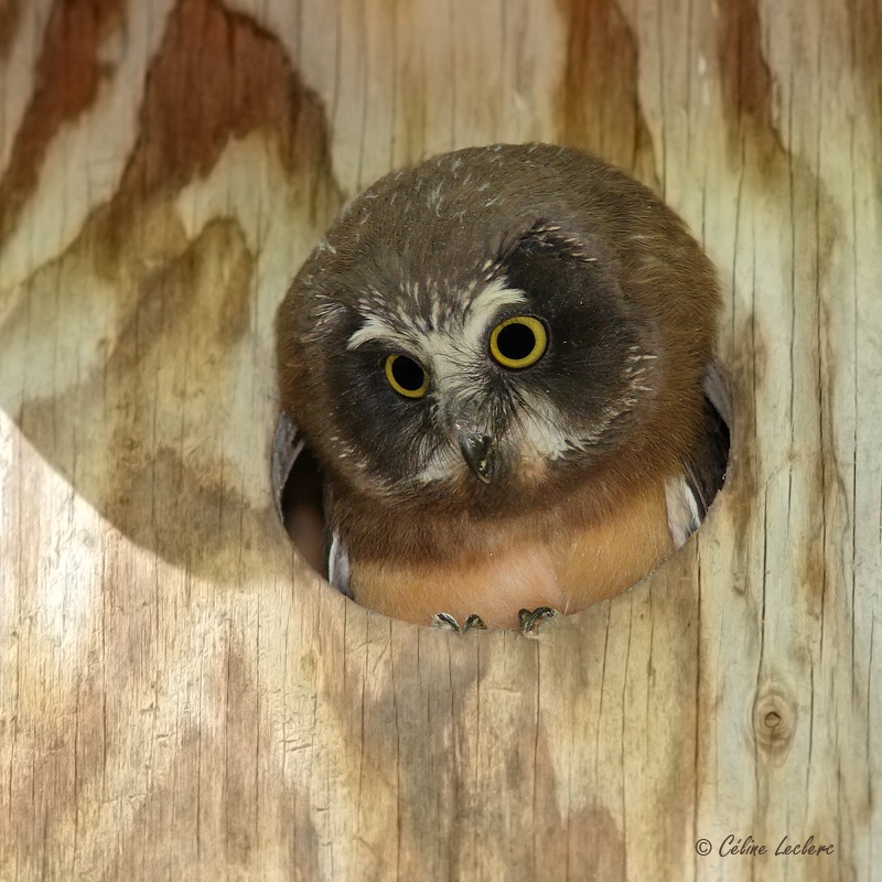 Petite Nyctale (juvnile)_7550  - Northern Saw-whet Owl young