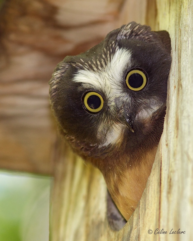 Petite Nyctale (juvnile)_8284   - Northern Saw-whet Owl young