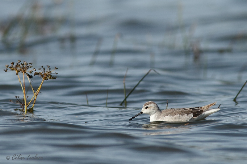 Phalarope de Wilson_4306 - Wilson's Phalarope