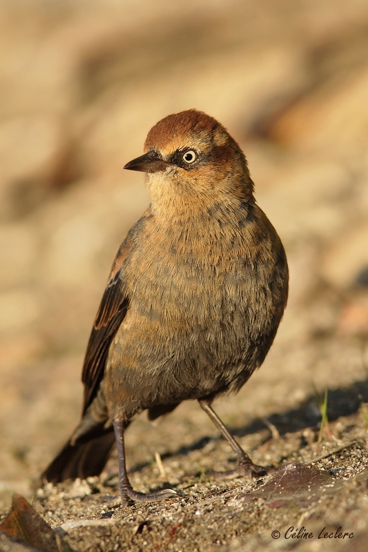 Quiscale rouilleux_6455 - Rusty Blackbird