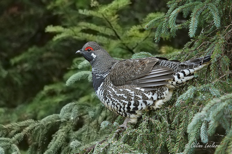 Tétras du Canada_7579 - Spruce Grouse