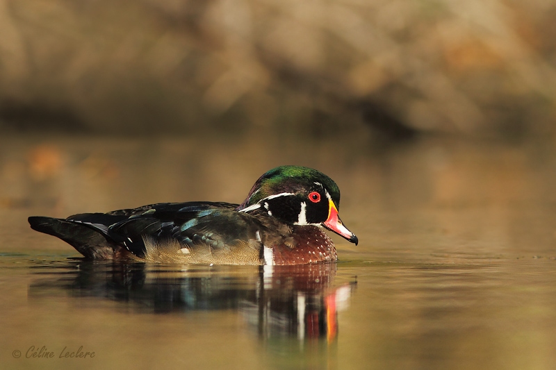 Canard branchu_6379 - Wood Duck 