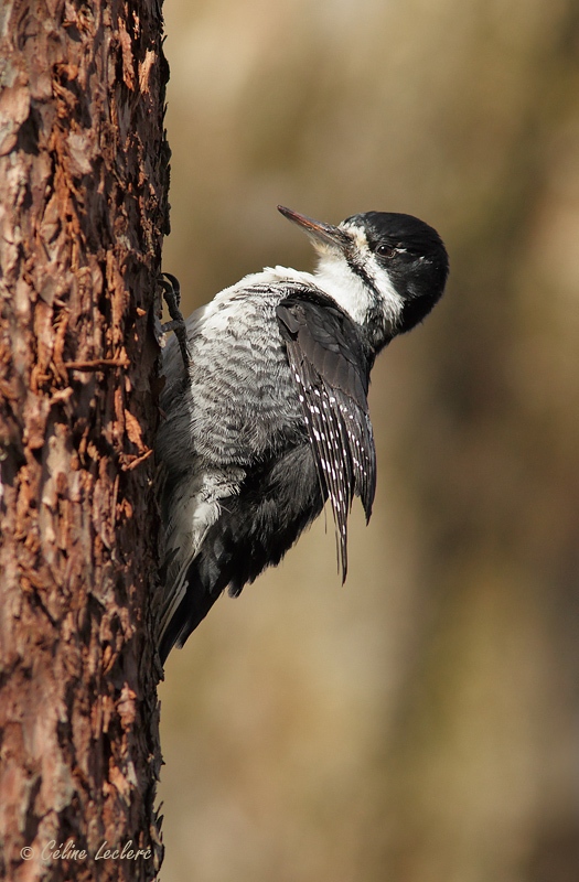 Pic  dos noir_8362 - Black-backed Woodpecker
