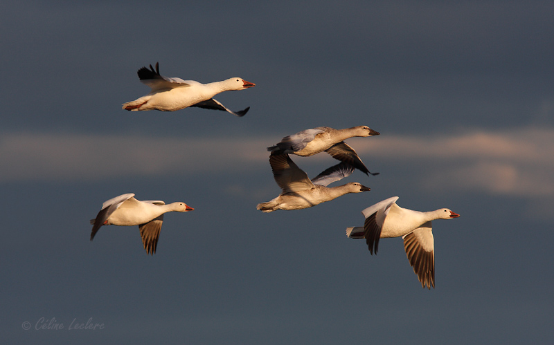 Oies des neiges_4912 - Snow Geese