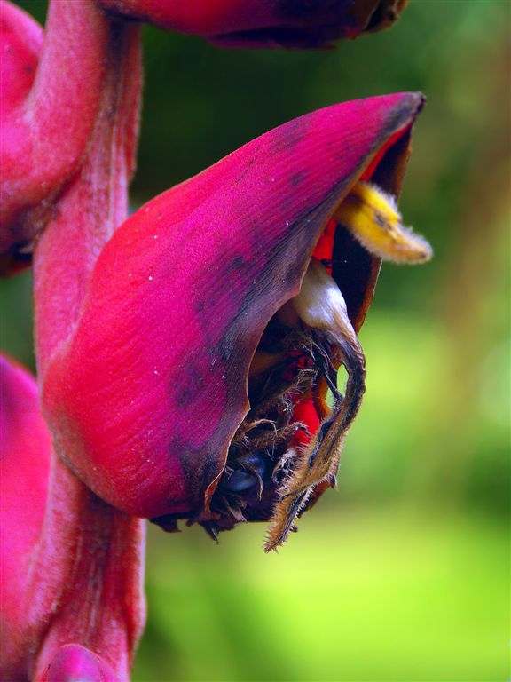 Menacing Wild Flower, Jungles Of Tortuguero National Park