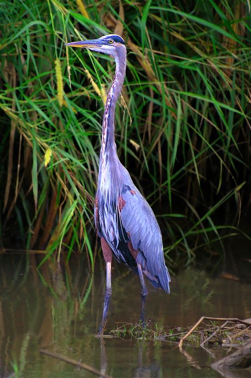 Great Blue Heron, Crocodile River In Carrara Park