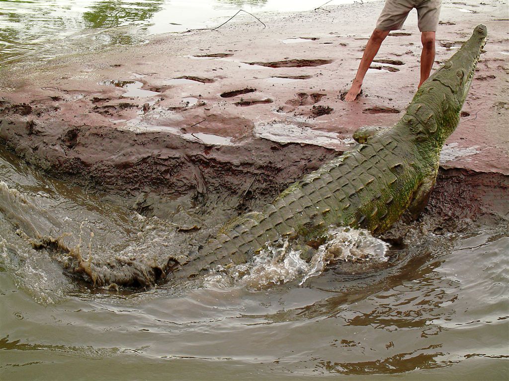 Michael Jackson Is Going For Breakfast, Crocodile River in Carrara Park