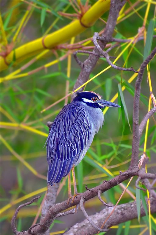 Crimpy Yellow Crowned Night Heron In Reeds, Carrara National Park