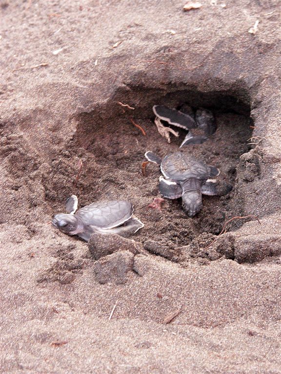 Small Green Turtle Babies Are Hatching ! Tortuguero National Park  at  19:30