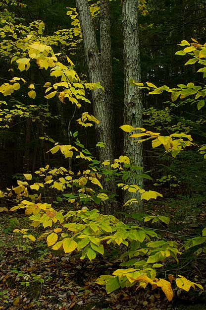 DSC01555.jpg