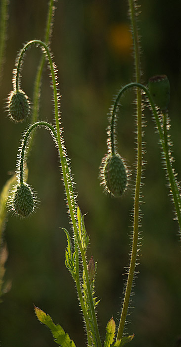 BACKLIT POPPY BUDS.jpg