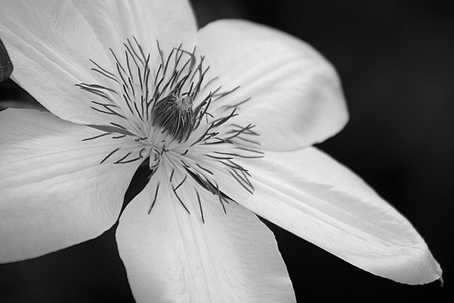 WHITE CLEMATIS.jpg