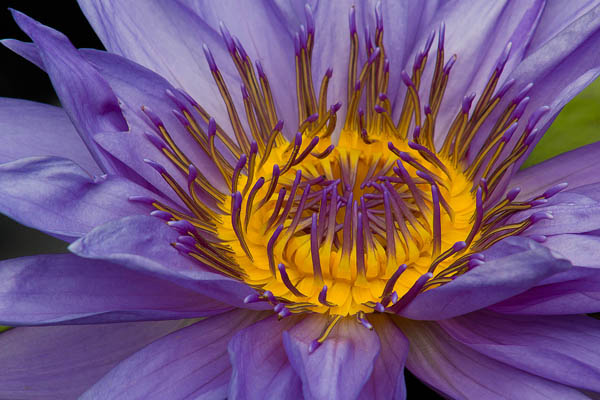 YELLOW + PURPLE.jpg
