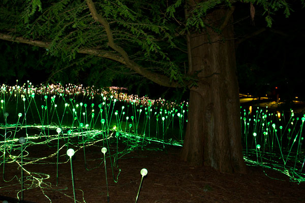 TREE AND LIGHTS.jpg
