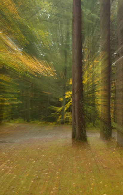 PBASE-TREE-RAYS.jpg