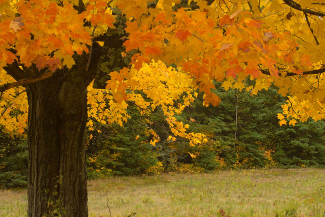 PBASE-lens-cap-tree.jpg
